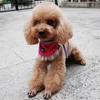 Pet Products