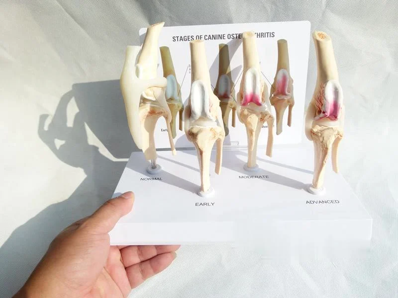 Veterinary Canine Osteoarthritis 4-stage Dog Knee Canine/Dog 4 Stage Knee Arthritis Anatomy Anatomical Model Skeleton