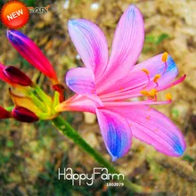 Ограничение по времени! 100 шт./лот Синий Розовый ликорис бонсай Горшечное растение ликорис Радиата цветок Многолетние растения посадки,# XY4ZII