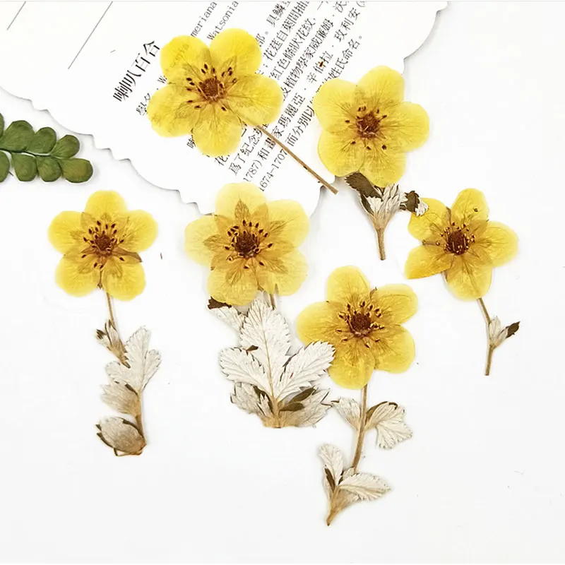 

12pcs Pressed Dried 3-5cm Golden Rose with branches Flower Herbarium for Jewelry Postcard Bookmark Invatation Card DIY Making