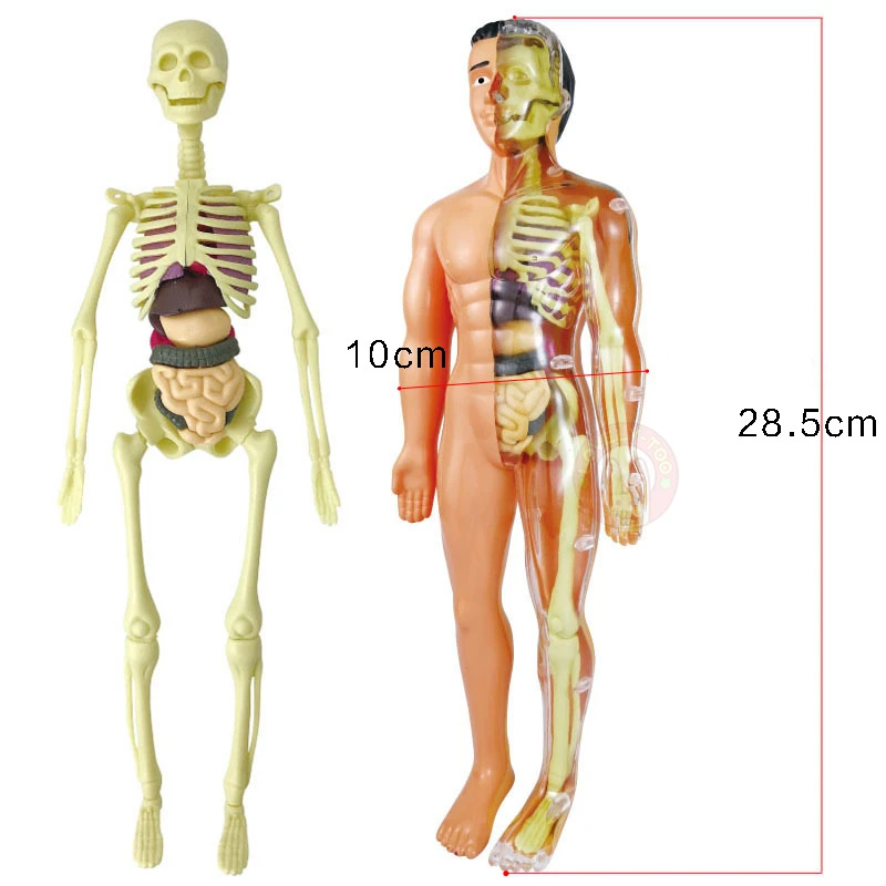 Kids' Educational Science Toy, STEM Game, Montado, Esqueleto do Corpo  Humano, Anatomia Órgãos, Bones Kit, Crianças