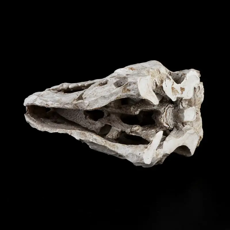 Tyrannosaurus Dinosaur Skull Resin Crafts Fossil Skeleton Teaching Model Halloween Home Office Decoration