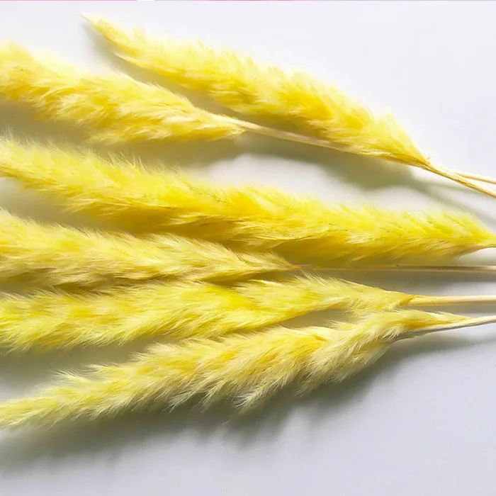 15 шт./пучок сушеных маленьких пампасов травы Phragmites украшения для дома, отеля, свадьбы TB распродажа