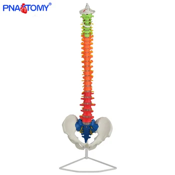 

85cm human spine model colored skeleton anatomical pelvis bone medical teaching tool life size with base PNATOMY femur pelvic