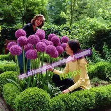 200 шт фиолетовый гигантский Allium Giganteum красивый цветок-бонсай садовое растение подарок