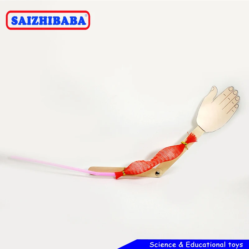Saizhibaba детская научная модель самодельная скелетных мышц ручная посылка