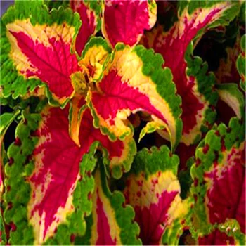 

Plant Flower Bath Salts Colorful Grass Coleus Essence 200Pcs XZZ-304