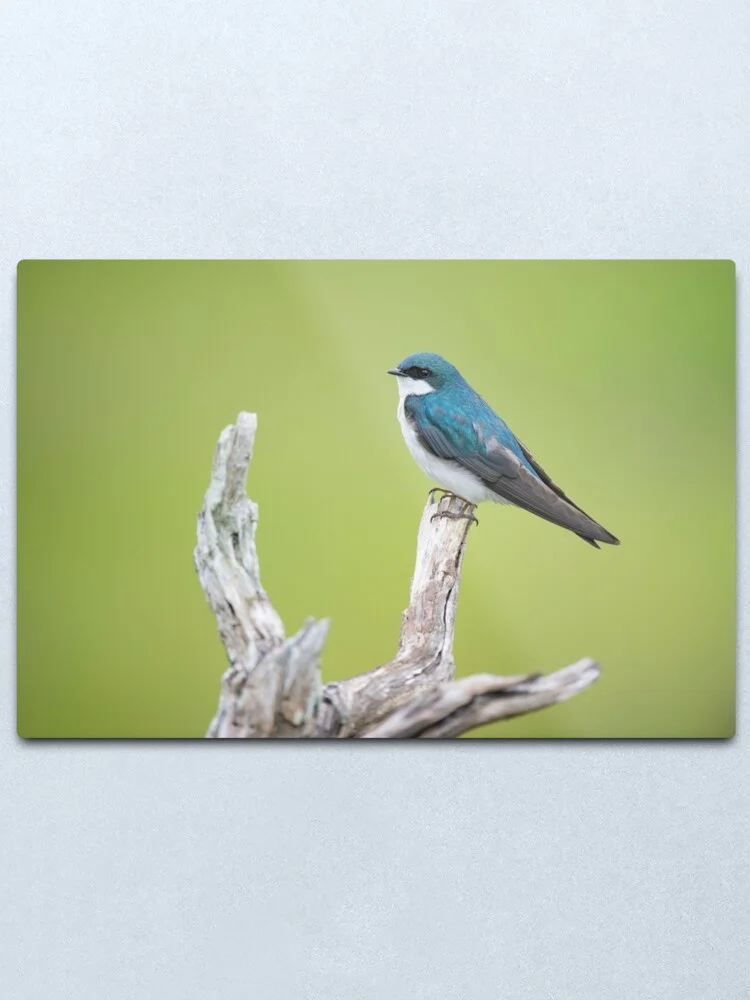 COOL BIRD Metal Print Tin Sign Vintage Wall Plaque Retro Garage Shed Car | Дом и сад