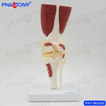 

Life size knee joint model skeleton muscles knee muscle anatomy model anatomical tool teaching gift 1:1 skeleton PNATOMY