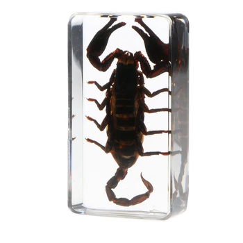 

Scorpion Paperweight Paperweights Specimen Specimens Collection Display