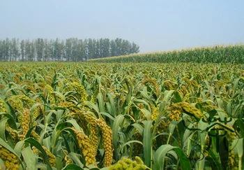 

Setaria Italica Foxtail Millet Panicum Italicum Huang-Gu-Zi