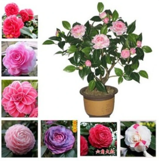 

50 pcs Camellia
