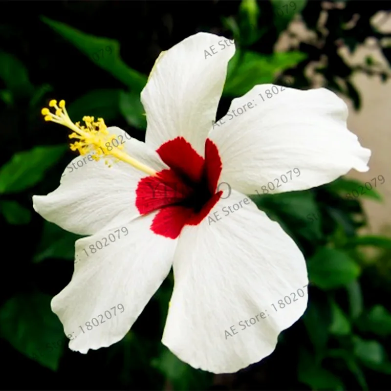100 шт./пакет Гибискус flores, бонсай растения для дома и сада, красивый декоративный цветок, Легко растить