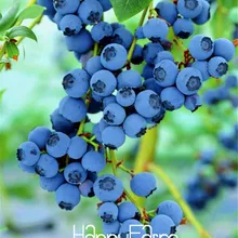 Большая рекламная акция! упаковка 100 шт., дерево черники, фрукт, черника, Флорес, горшочек, карликовое дерево, сад,# WURU4A