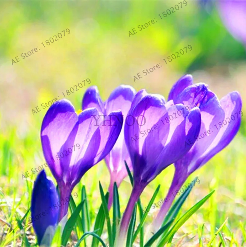 Самые низкие цены! 20 шт./пакет много разновидностей шафран flores ЦВЕТОК шафрана растения Шафран Крокус Плант бонсай растения для дома и ga