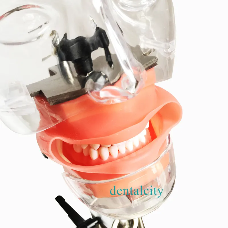 Модель головы стоматологический симулятор Ниссин манекен фантомная головка модель с новым стилем скамья крепление для стоматолога обучающая модель