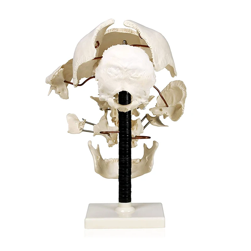 Life Size 16 Parts Human Skull Model Anatomy Model Medical Science Teaching Resources
