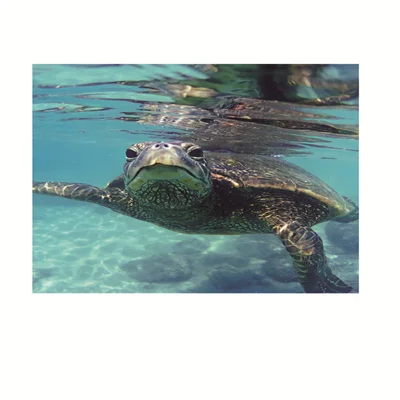 ZST080906 Aquarium Background Sticker Ocean Seabed Coral Reef Sea Floor Island Plant Night Sky Fish Tank Backdrop Poster Decoration - Цвет: ZST080906