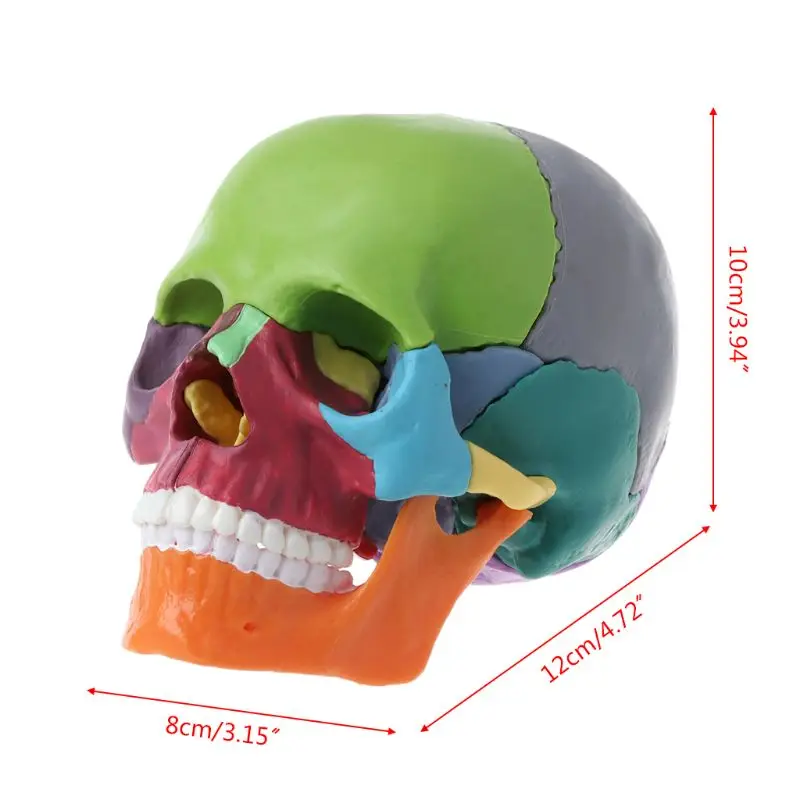 15 шт./компл. 4D съемный человеческий взрослый череп модель разобранный Цвет Череп анатомический модель съемный медицинский обучающий