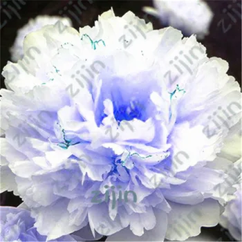 

100Pcs Plant Flowers Bath Salts Multicolor Peony Essence AN-ZZ22-100