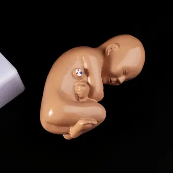 

9th Month Baby Fetus Foetus Pregnancy Human Pregnancy Fetal Development Medical Model D08B
