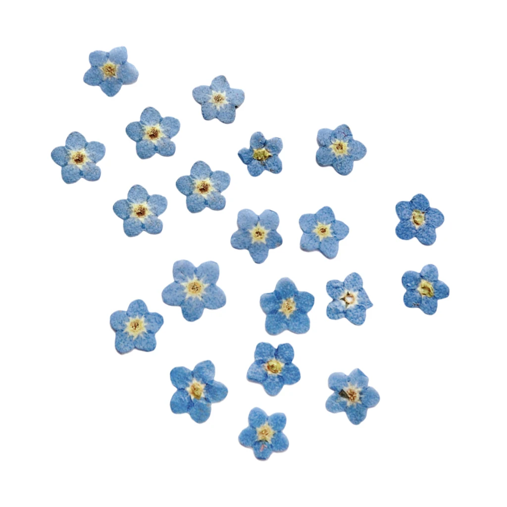 10 Pcs Pressed Real Dried Flower Dry Leaves for DIY Crafts Bookmark Card Making Decoration Wedding Card Party 