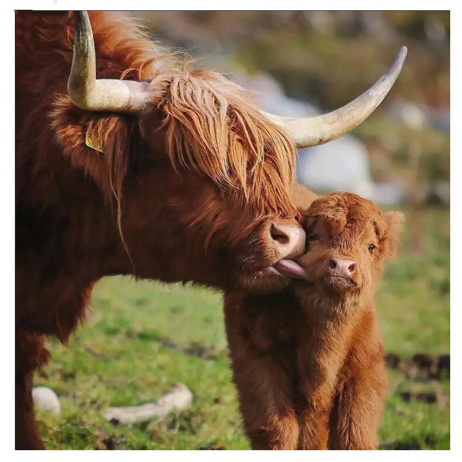 a2ba42eb6986345fe21d0e824957d42b_HTB17NFNVZfpK1RjSZFOq6y6nFXaV