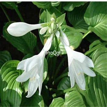 

Ngryise 300pcs Hosta plantaginea