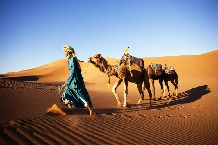 марокко пустыня сахара на верблюдах. путешествие по алжиру. туарег пески сахары. пустыня барханы оазис. пылесосить пустыню.