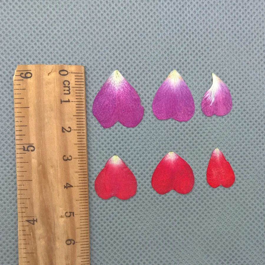 natural dired flower rose petals (4)