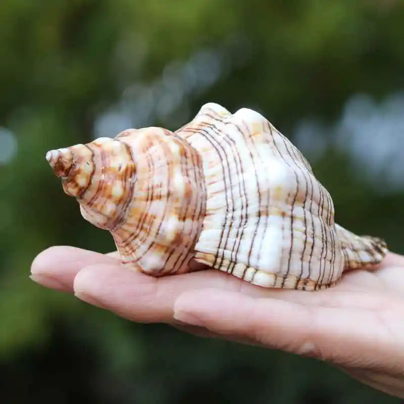Natural Conch Shells Rare Excellent Herringbone Samples Valentine's Day Gifts Collection Mediterranean Style Decoration Crafts