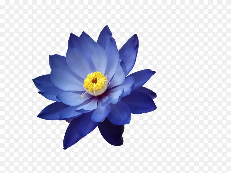 埃及莲花莲png图片素材免费下载 图片编号 Png素材网
