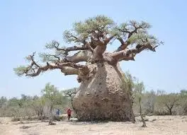 Редкое дерево Baobab 1 шт. бесплатная доставка | Дом и сад