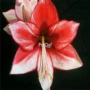 Ngryise 3 шт. набор Amaryllis лампочки True Hippeastrum rutilum - Цвет: 21