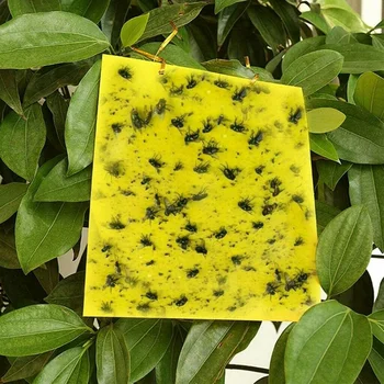 

100Pcs Sticky Fly Trap Paper Yellow Traps Fruit Flies Insect Glue Catcher Dual-Sided 20X15cm