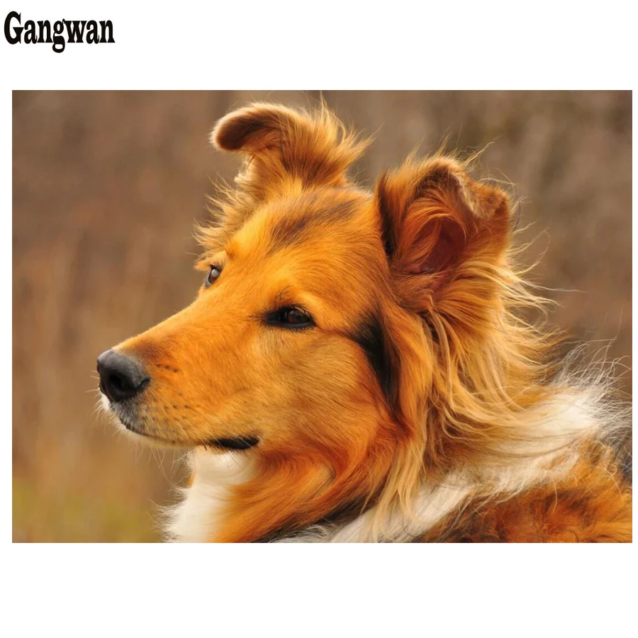 sheltie collie cross