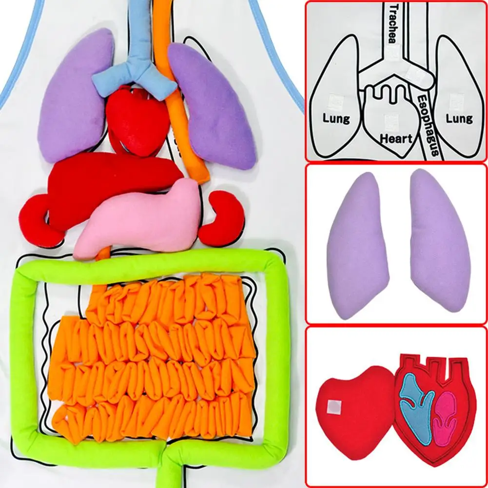 

Body organ puzzle plush toy and apron visceral teaching device body organ consciousness help children's early educational toys