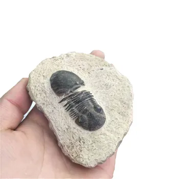 

1pc wholesale Natural rough animal fossils remote antiquity calymene trilobite fossils for decorative