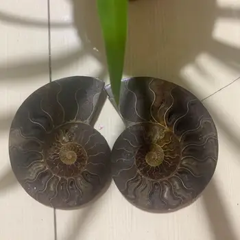 

300g a pair FOSSILIZED SNAIL AMMONITE MINERAL FROM MOROCCO ~ MULTI-COLOR FIRE