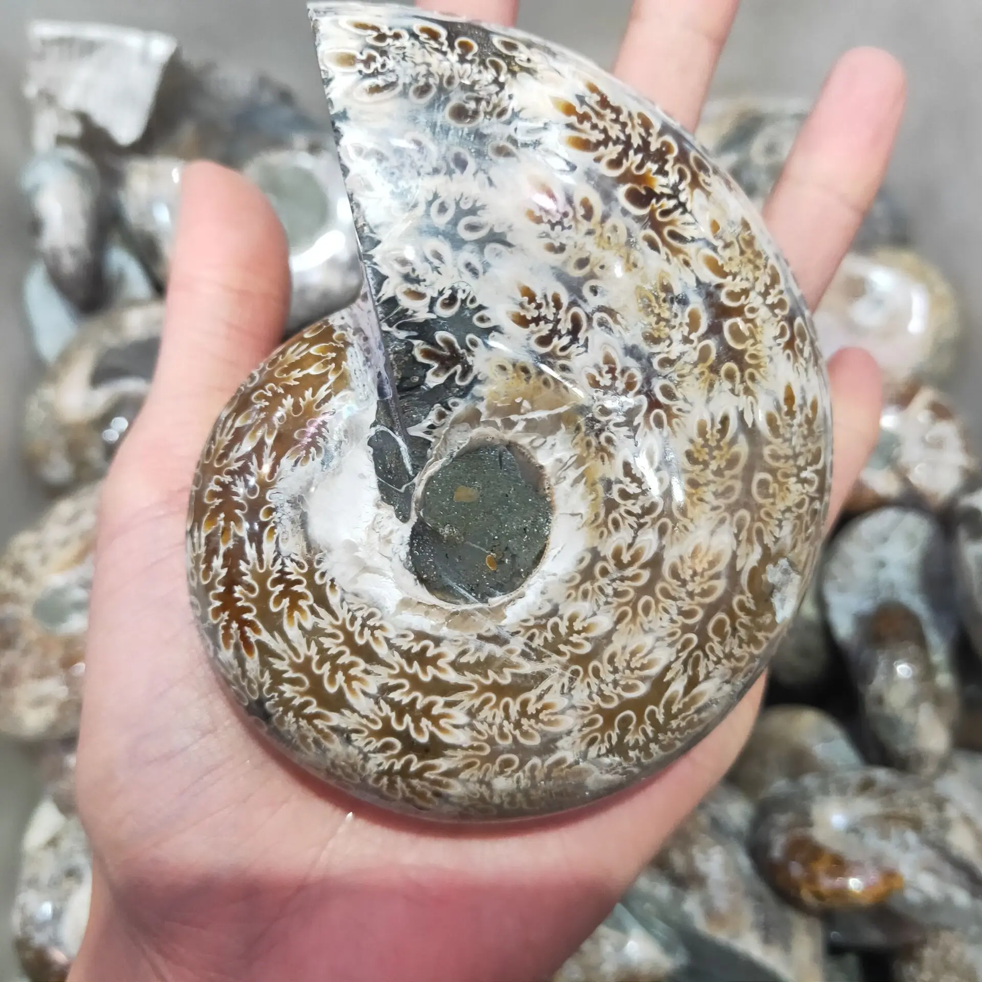 1 шт. натуральный ископаемый Змеиный винт Nautilus камень хризантемы морду предметы