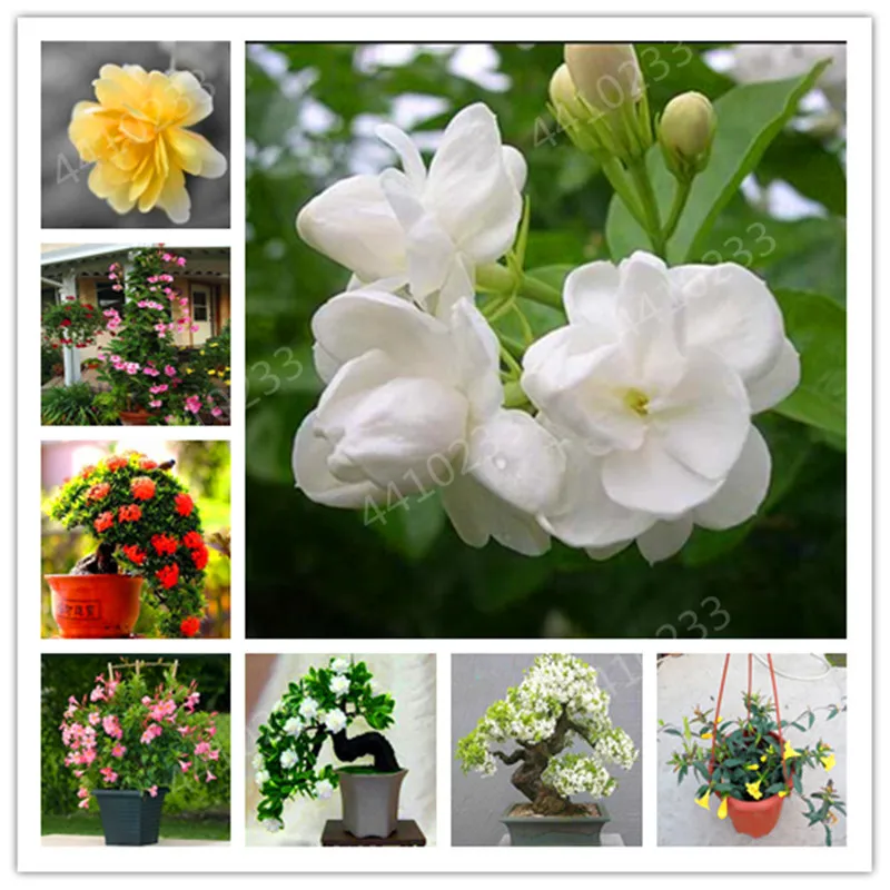 

Sale！100 Pcs/Lot Gardenia Bonsai Plants Indoor Flower Tree Plants Cape Jasmine Sementes * Beautiful Home Garden Potted Flowers