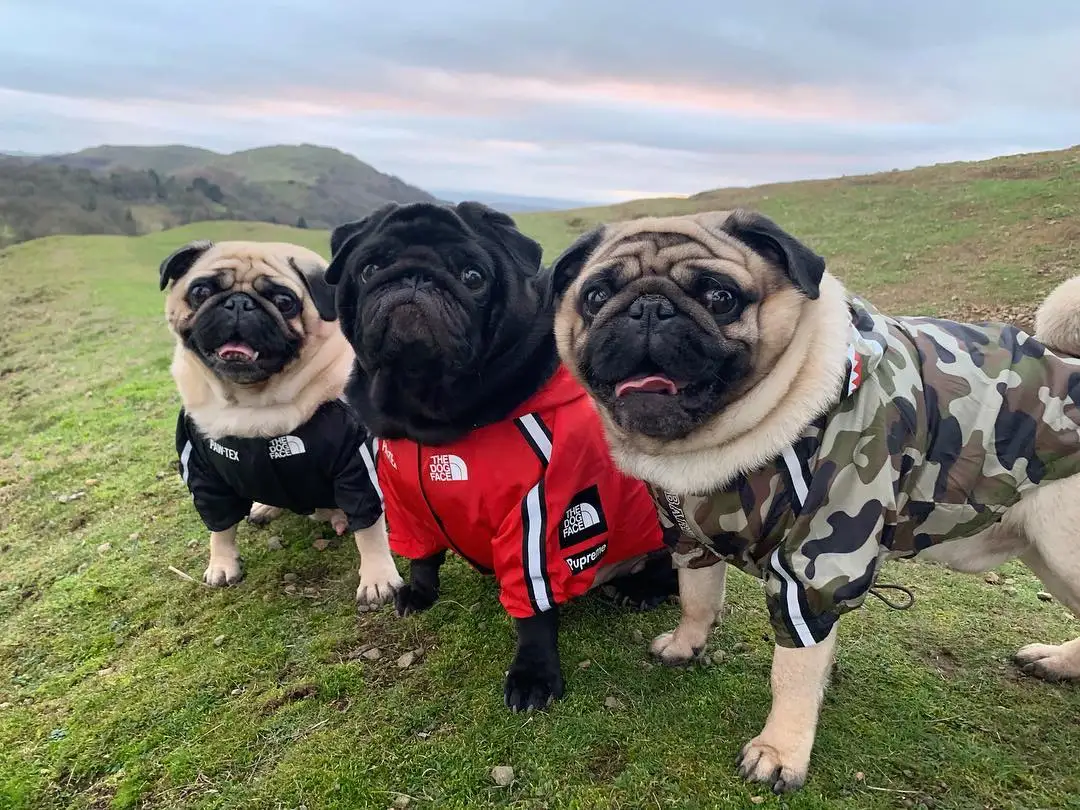 Dog Clothes Adidog Camouflage French Bulldog Pupreme Shirt Dog Camo Windbreaker Sport Retro Dog Hoodies Pet Clothes Puppy Pugs