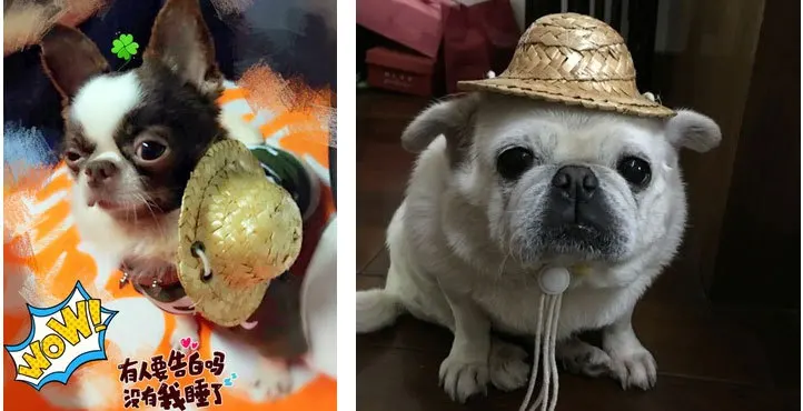 Douyin очки «кошачий глаз» собака солнцезащитные очки, солнцезащитные очки Тедди маленькие собаки, питомцы шляпа лето ожерелье подвески