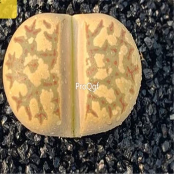 

Ngryise 3Pcs A Set shitou Flower