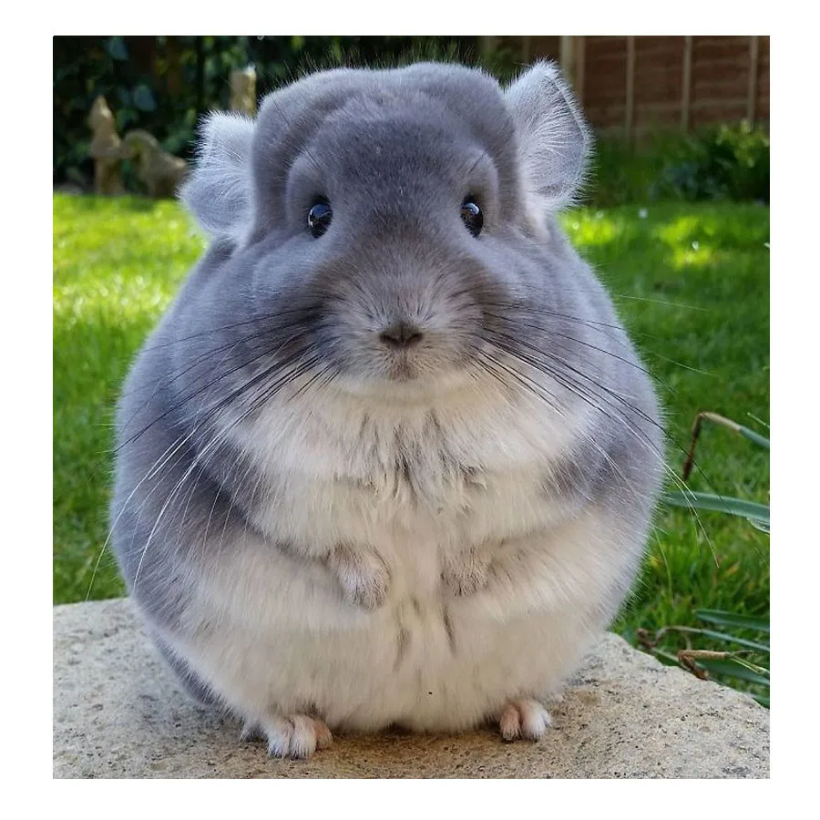 Алмазная живопись Chinchilla lanigera полноразмерная вышивка набор для 3d вышивки