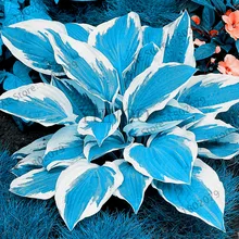 Новинка! 100 шт Hosta flores ароматный подорожник Лилия бонсай многолетние Цветочные плантации для дома и сада покрытие земли драгоценные hos