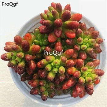 

Ngryise 2pcs a set Sedum rubrotinctum Roseum