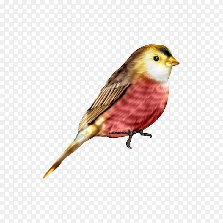 家麻雀鸟飞雀水彩麻雀png图片素材免费下载 图片编号 Png素材网