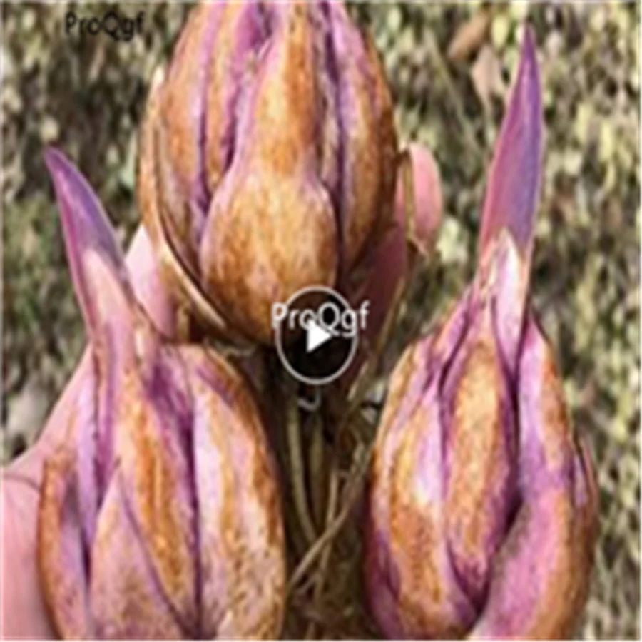 Ngryise набор из 20 предметов Lilium brownii Lily
