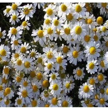 

Ngryise 5000Pcs A Set Matricaria chamomilia